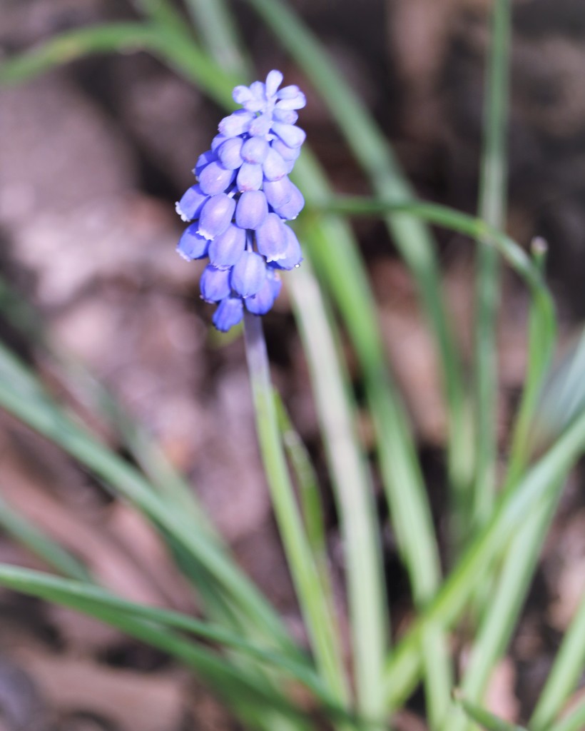 April 13: Spring Grape Hyacinth by daisymiller
