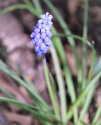 13th Apr 2021 - April 13: Spring Grape Hyacinth
