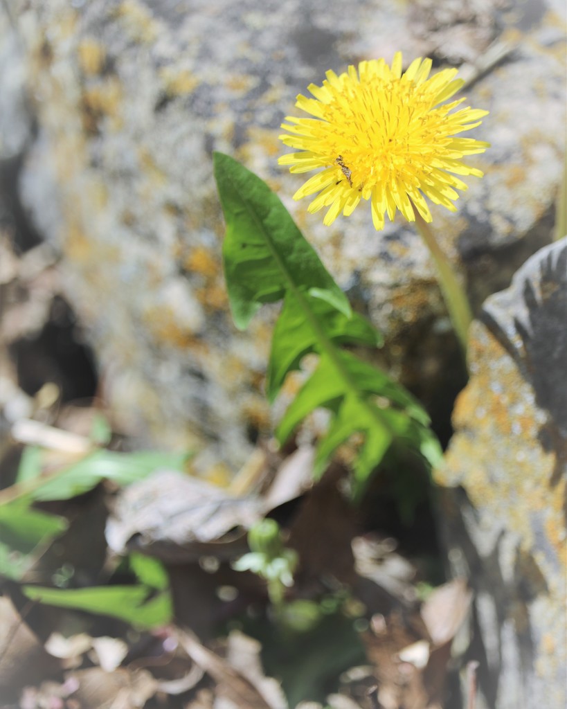 April 14: Spring Dandelion by daisymiller