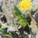 April 14: Spring Dandelion by daisymiller