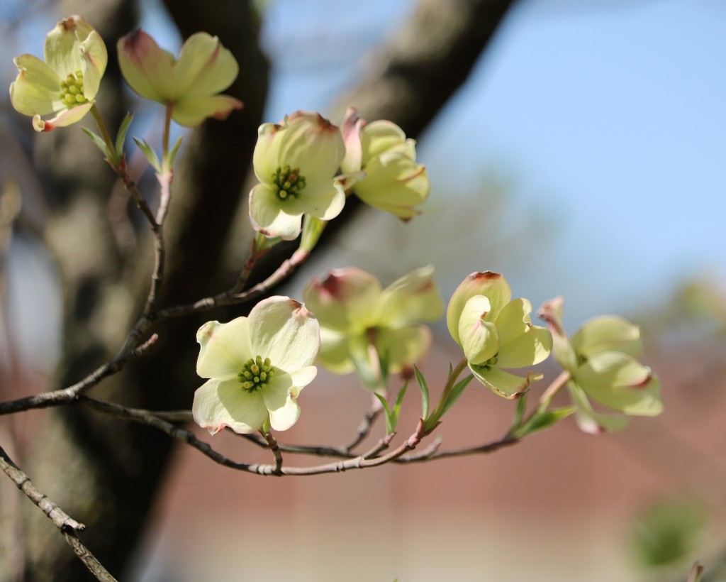 April 14: Spring Dogwood by daisymiller