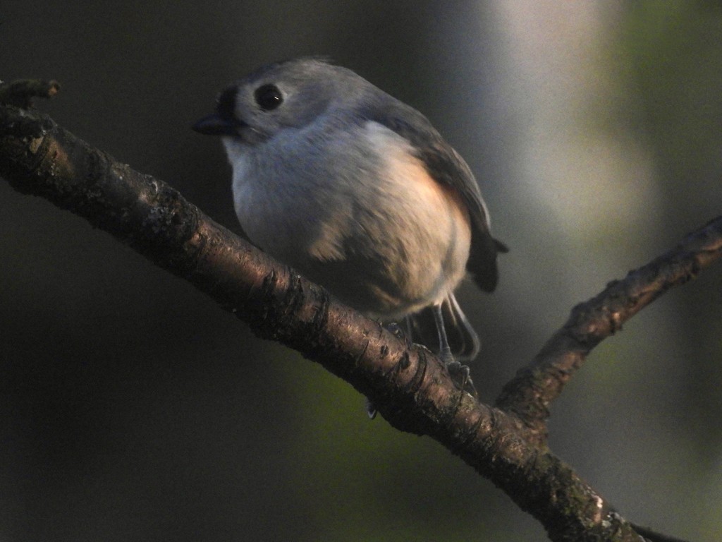 Tufted titmouse/evening by amyk