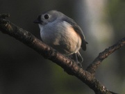 16th Apr 2021 - Tufted titmouse/evening