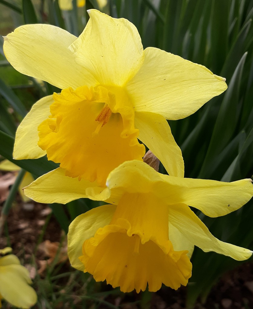 Daffodils by julie