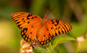 16th Apr 2021 - Gulf Fritillary Butterfly!