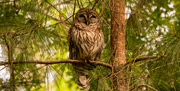 16th Apr 2021 - Barred Owl in the Pine Tree!