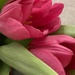 Tulips for Lubika by narayani