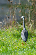 17th Apr 2021 - Heron by the Hutt River
