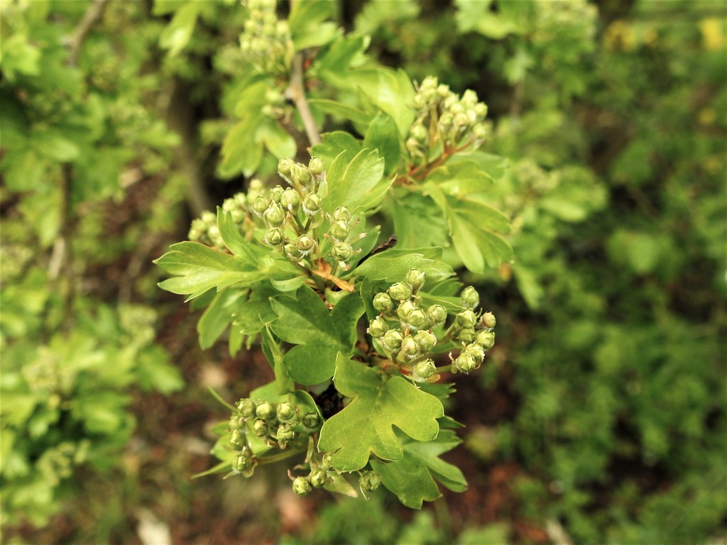 Hawthorn flower Buds by oldjosh