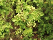 7th Apr 2021 - Hawthorn flower Buds