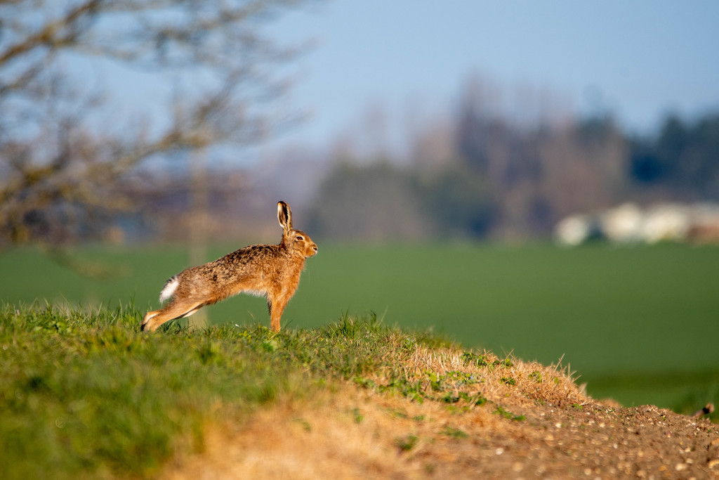 Hare yoga by stevejacob