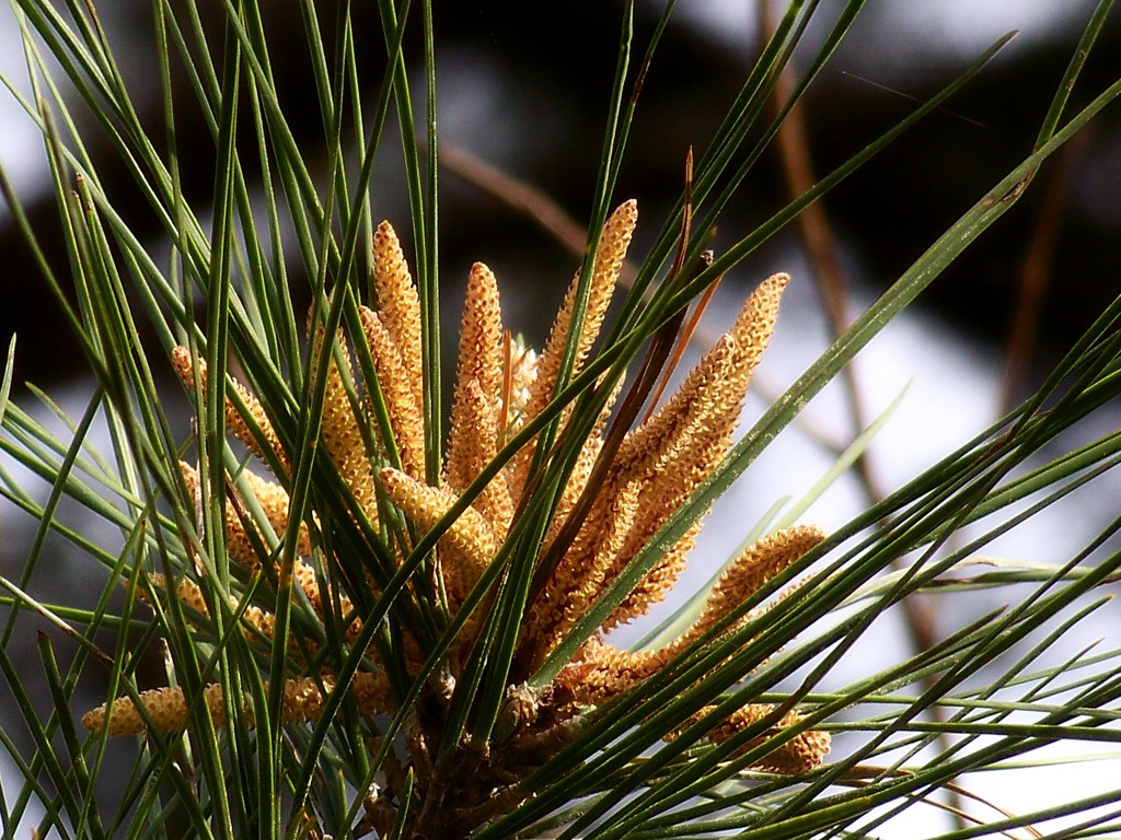 Pine pollen makers... by marlboromaam