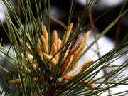 19th Mar 2021 - Pine pollen makers...