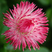 Pink Habarnara English Daisy by milaniet