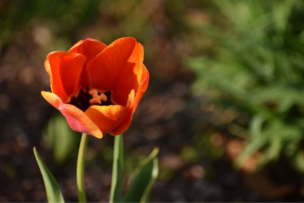Bright Red Lipstick on Neighbor's Tulips by alophoto
