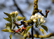 17th Apr 2021 - Pear Blossom