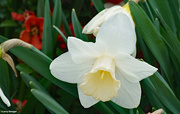 16th Apr 2021 - White Daffodil 