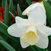 White Daffodil  by larrysphotos