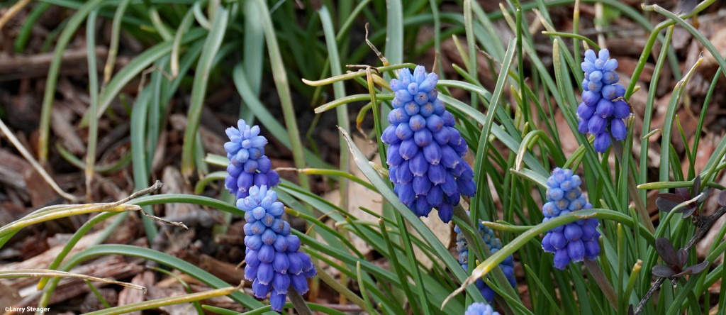 Delphinium by larrysphotos