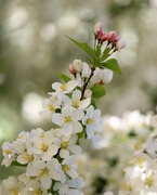 16th Apr 2021 - April 16: Spring Flowering Tree