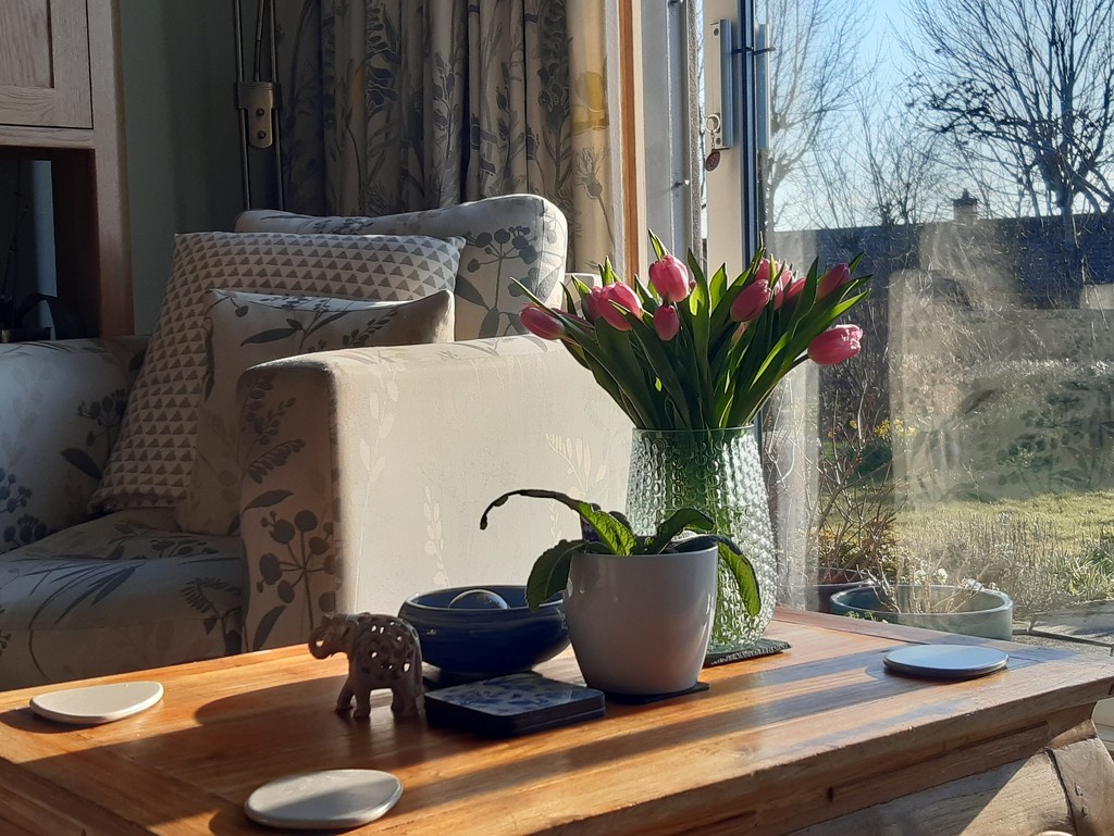 Fresh tulips in sunshine  by sarah19