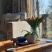 Fresh tulips in sunshine  by sarah19