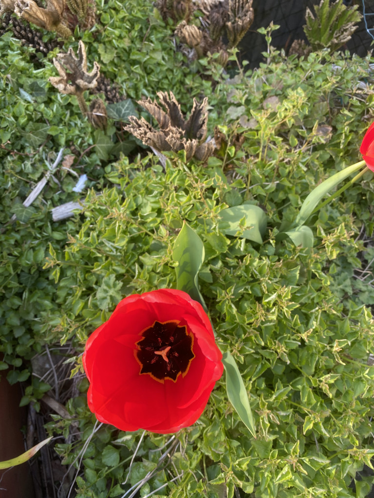 Red Tulip  by davemockford