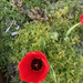 Red Tulip  by davemockford