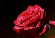 17th Apr 2021 - A Single Rose
