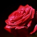 A Single Rose by carole_sandford