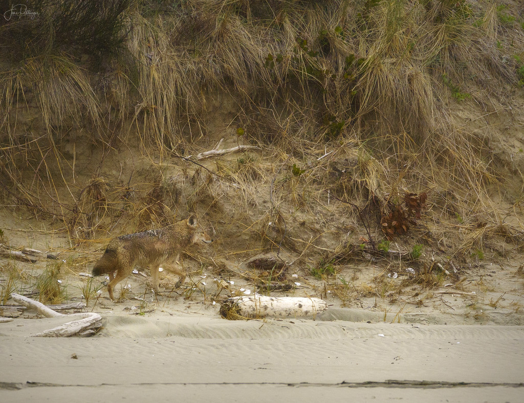 Coyote On the Beach  by jgpittenger