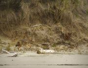 17th Apr 2021 - Coyote On the Beach 