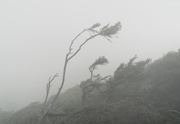 17th Apr 2021 - Foggy Windblown Trees 