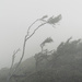 Foggy Windblown Trees  by jgpittenger