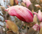 17th Apr 2021 - Magnolias