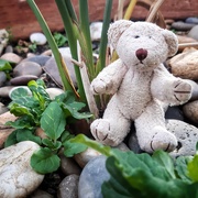 17th Apr 2021 - Potted bear 