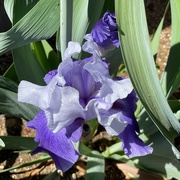 17th Apr 2021 - First iris of the year