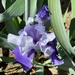 First iris of the year by shutterbug49