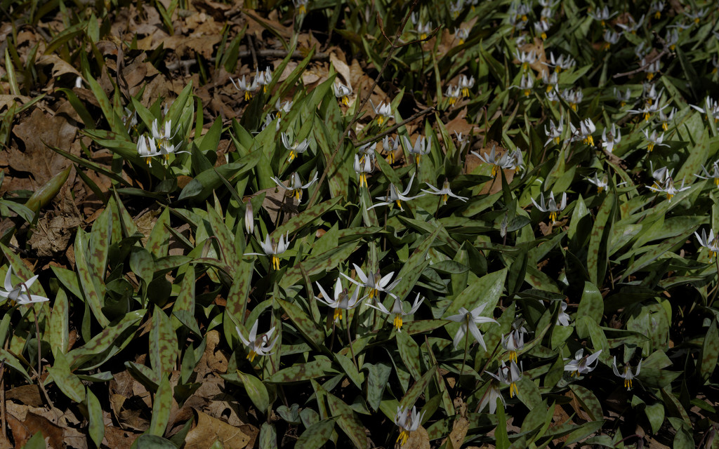 trout lily patch  by rminer