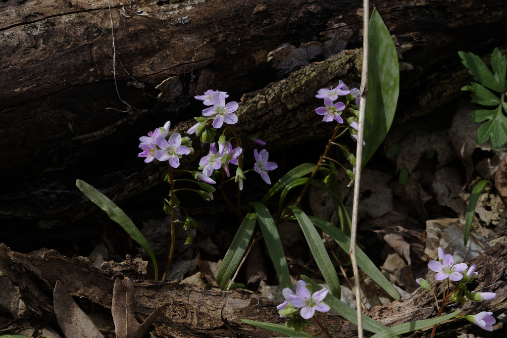 Virginia spring beauties  by rminer