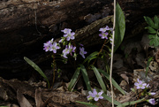 17th Apr 2021 - Virginia spring beauties 
