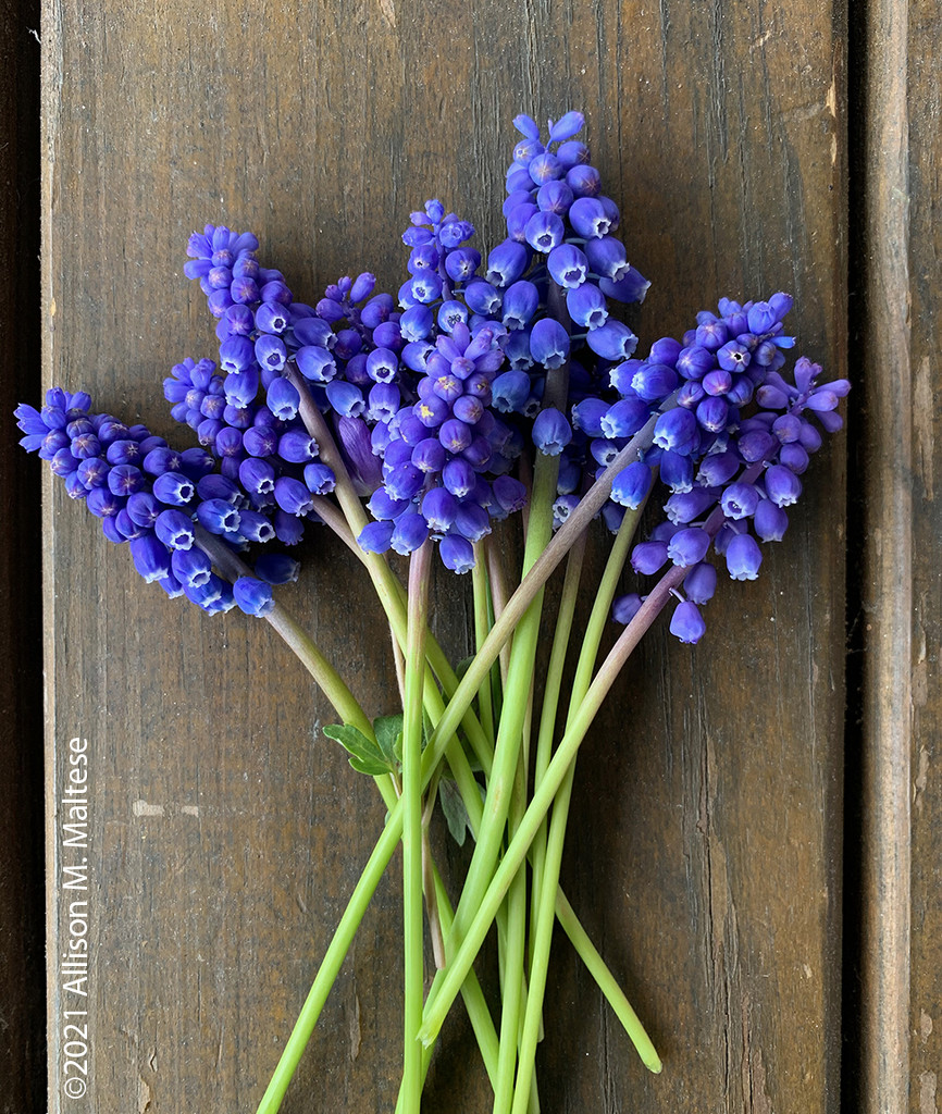 Grape Hyacinths by falcon11