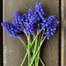 Grape Hyacinths by falcon11