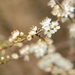 Blossom Blur by 4rky