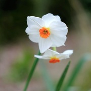 17th Apr 2021 - Daffodil 17