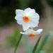 Daffodil 17 by 4rky
