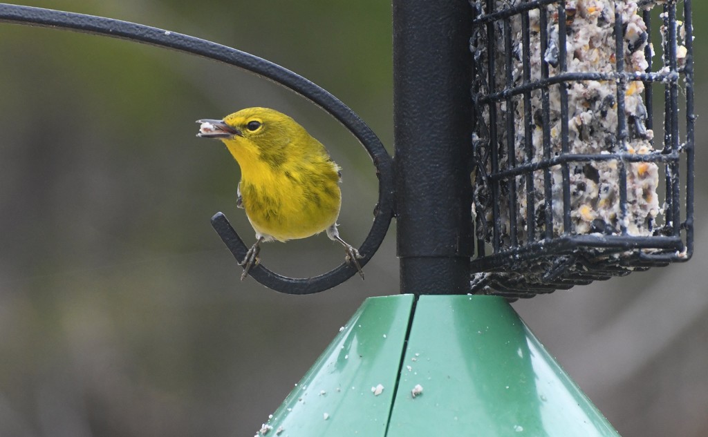 American Gold Finch  by paintdipper