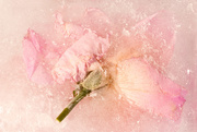 15th Apr 2021 - Get Pushed 455 - Frozen Flowers 3
