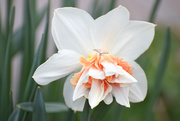 15th Apr 2021 - Daffodil Variety