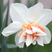 Daffodil Variety by bjywamer